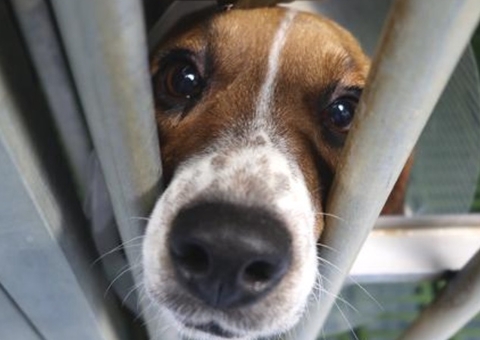 Governo proíbe uso de animais em testes para cosméticos e perfumes