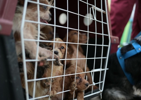 Canil clandestino é fechado em Manaus e 24 animais são resgatados