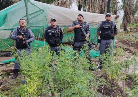 Plantação de maconha avaliada em R$ 6 milhões é destruída no Amazonas