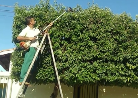 Omissão em poda de árvore gera indenização após danos causados