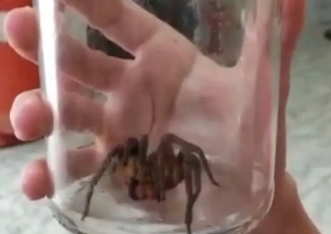 Aranha com veneno mortal que salta até 40cm é capturada dentro de residência