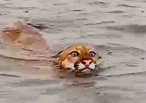 Onça é flagrada nadando em rio no Amazonas; vídeo