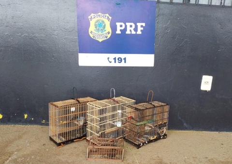 Aves silvestres transportadas ilegalmente no Amazonas são apreendidas pela PRF