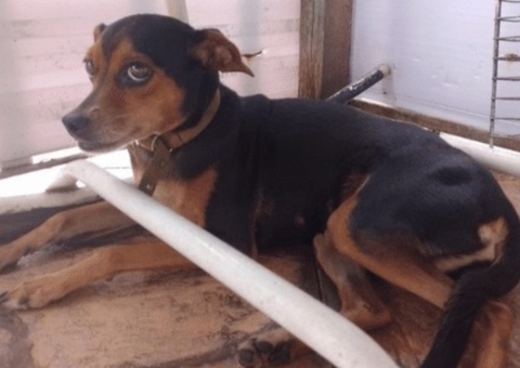 C* Seco, Xana e mais: Manaus 'bomba' em criatividade para nomes de pets