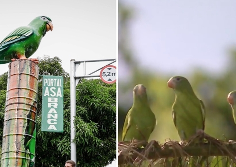 Joana Darc pede para “espetáculo dos periquitos” se tornar patrimônio cultural do Amazonas