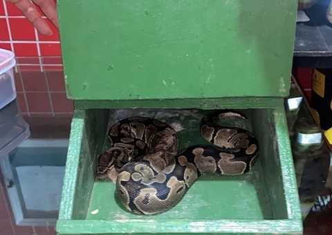 Cachorro encontra Píton nativa da África em parque do Rio de Janeiro e arrasta serpente para casa