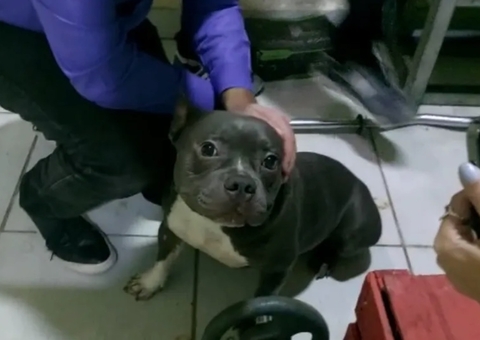 Homem é preso suspeito de forçar ex-namoradas a fazer sexo com cachorro