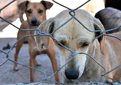Caso de zoofilia pode render multa de R$ 5 mil no Amazonas