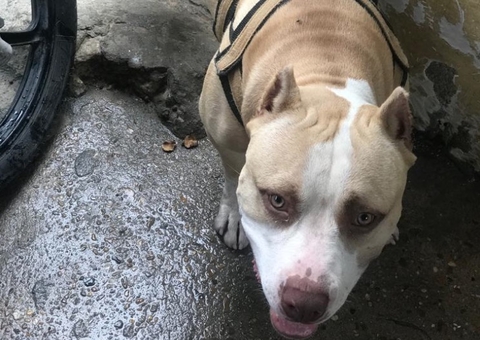 Homem é preso após invadir casa e matar pitbull a facadas em Manaus 