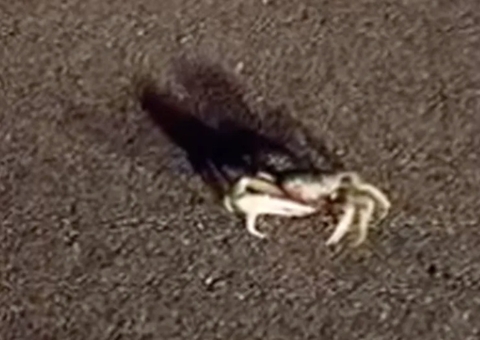 Caranguejo faz avião adiar pouso em aeroporto; vídeo