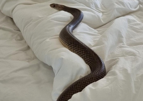 Mulher se desespera ao encontrar cobra venenosa em cama