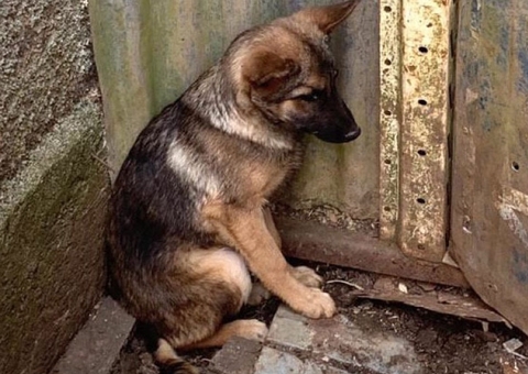 Proposta fixa multa mínima de R$ 10 mil para crimes contra cães e gatos