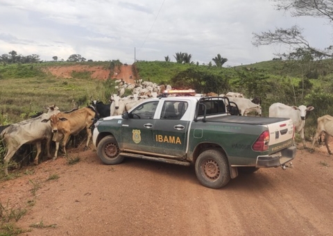 Cerca de 3 mil cabeças de gado são apreendidas em operação do Ibama no Amazonas