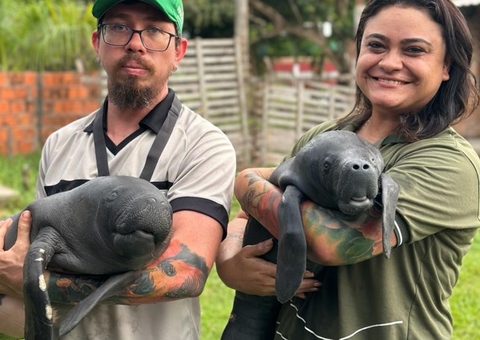 Presos em malhadeira, filhotes de peixe-boi são resgatados e transferidos para Manaus