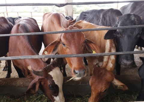 Vacinação contra febre aftosa encerra neste domingo em 41 municípios do Amazonas