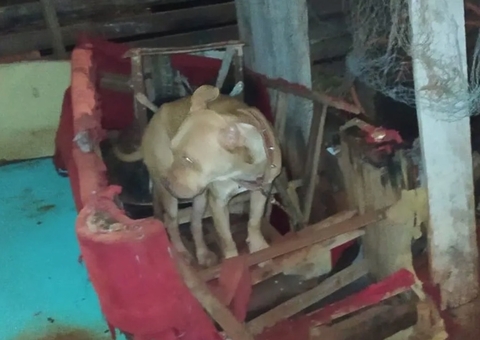 Irritado com pulgas, homem mata cachorro a machadadas e é preso