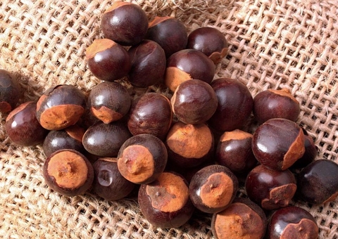 Pesquisa indica potenciais da semente de guaraná e do óleo do pau-rosa para indústria de cosméticos