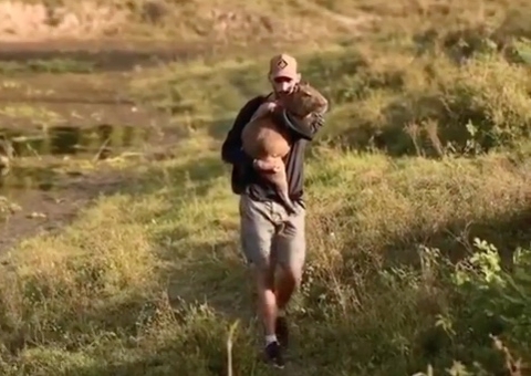 Ibama se pronuncia após capivara Filó ser entregue por Agenor