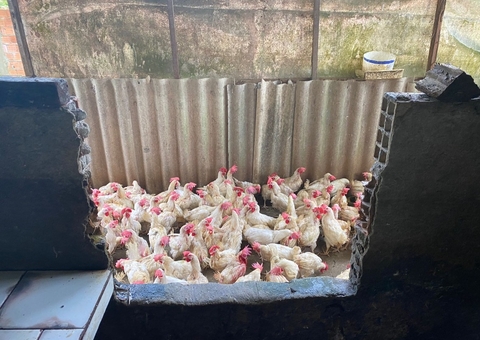 Abatedouro clandestino com 200 galinhas é interditado em Manaus