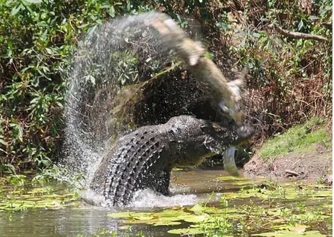 Corpo de pescador desaparecido é encontrado dentro de crocodilo