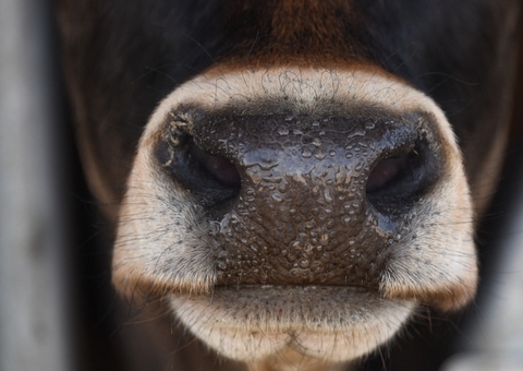 Homem é baleado pela própria arma enquanto tentava matar vaca
