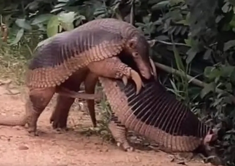 Sexo entre tatus-canastra é flagrado pela primeira vez e cena inusitada viraliza