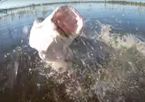 Youtuber tem boca 'espocada' por pirarucu gigante durante pescaria; vídeo