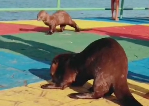 Ariranha é assassinada a tiros por morador em Uarini e população fica revoltada