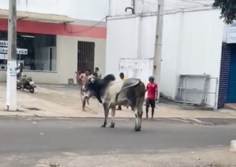 Boi fujão corre por ruas de Manacapuru e tenta chifrar homem; vídeo