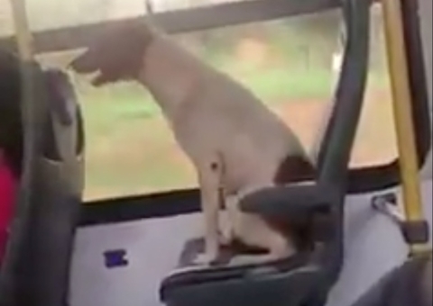 Cão foge de casa e é flagrado 'pegando ônibus' e invadindo festa em outra cidade; vídeo