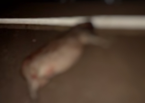 Carro capota e capivaras morrem em grave acidente