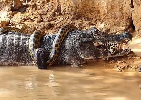 Sucuri dá mata-leão em Jacaré e embate tem desfecho inusitado; video mostra o duelo