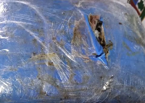 Cadela policial encontra 12 kg de maconha em barco no Amazonas