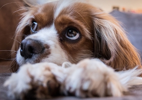 Ex-funcionário de pet shop em Manaus é condenado por maus-tratos 