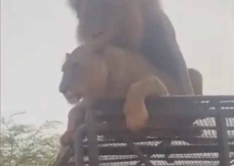 Casal de leões acasala em cima de jipe de safari e turistas ficam chocados