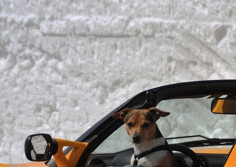 Para não ser preso, motorista bêbado diz que cachorro estava dirigindo carro