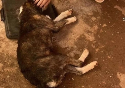 Homem é preso por tentar matar cadela com golpes de machado para comê-la