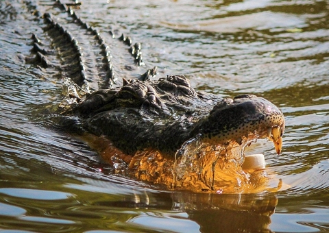 Homem pula em jacaré gigante para salvar cachorro da namorada