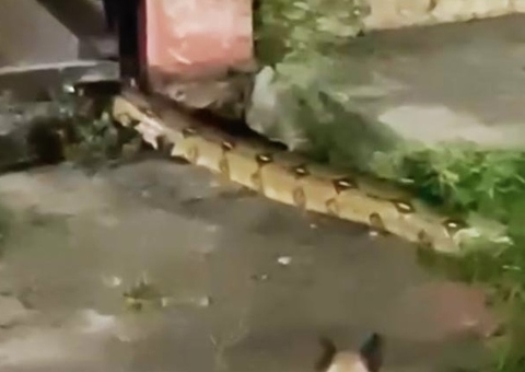 Cobra imensa é flagrada invadindo casa em Manaus; vídeo