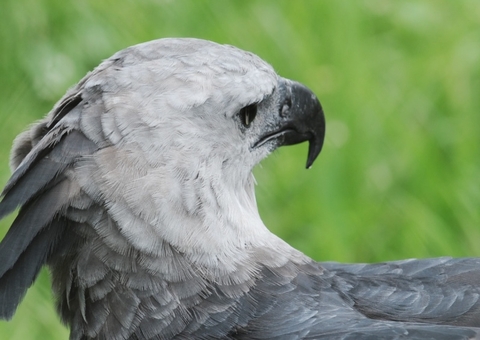 Birdwatching: Observação de pássaros promove ecoturismo no Amazonas