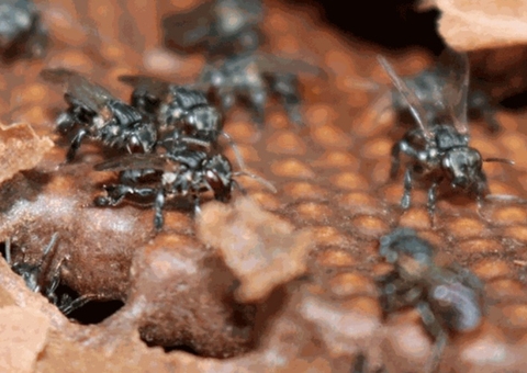 Inpa identifica nova espécie de abelha sem ferrão em Manaus