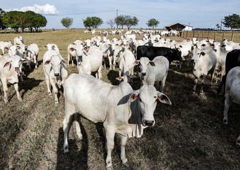 Comissão da Câmara discute embargos a propriedades rurais no Amazonas