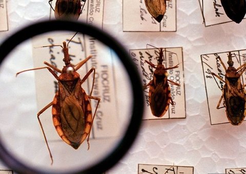 Amazonas intensifica medidas de prevenção contra doença de Chagas