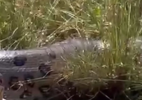 Anaconda é flagrada regurgitando outra sucuri; vídeo