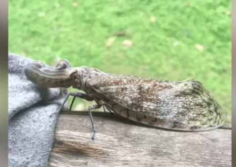 Bicho com ‘cabeça de jacaré’ e corpo de borboleta é filmado na Amazônia
