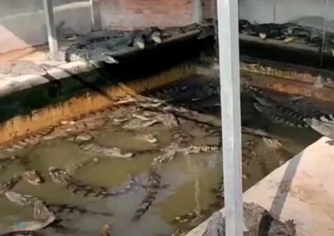 Idoso é despedaçado ao cair em piscina com 40 crocodilos