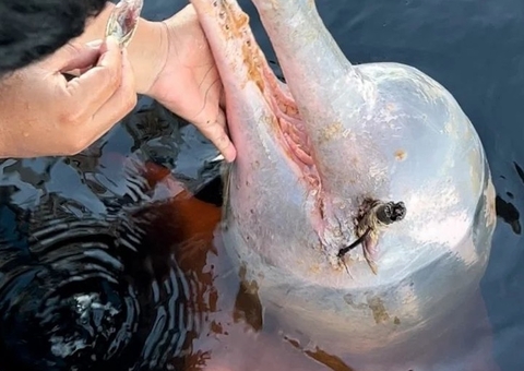Com olho perfurado, boto ‘Curumim’ será examinado por especialistas hoje no Amazonas