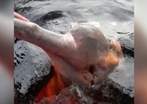 Arpão é retirado de olho do boto ‘Curumim’ no Amazonas; vídeo