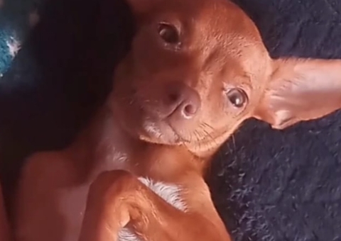 Família oferece recompensa por cadela perdida em Manaus