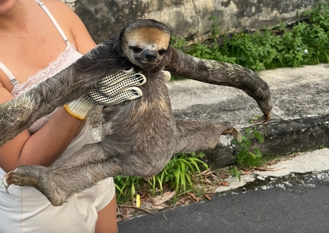 Preguiças são devolvidas à natureza após serem resgatadas atravessando rua de Manaus